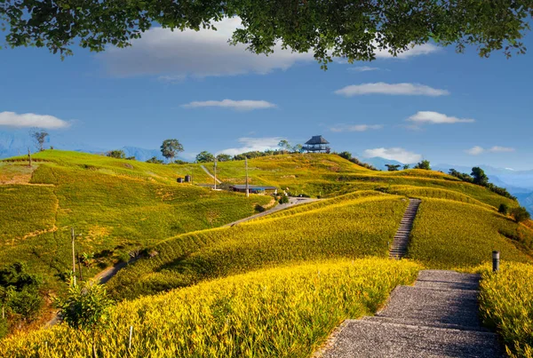 Fiore Giglio Arancione Sessanta Montagna Pietra Fuli Hualien Taiwan — Foto Stock