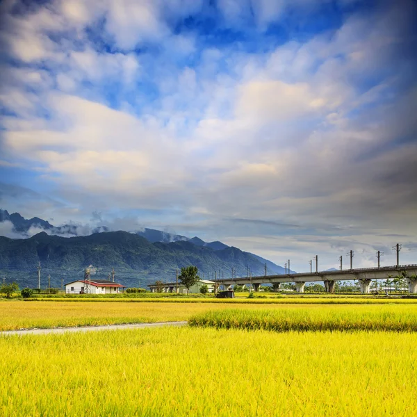 Nice paddy place — Stock Photo, Image