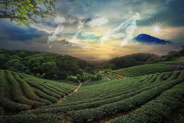 Vacker te trädgård sunset — Stockfoto