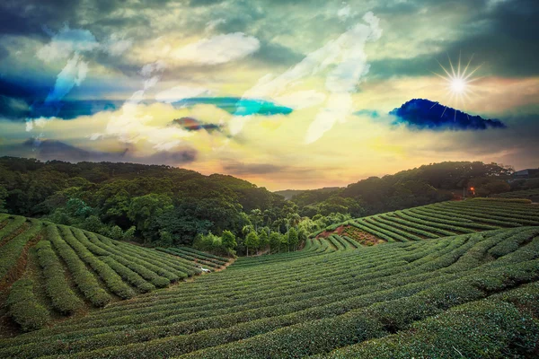 Vacker te trädgård sunset — Stockfoto