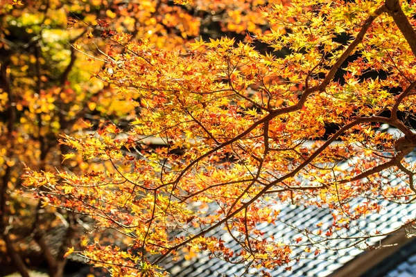 Red leaves of the maple in autumn — Stock Photo, Image