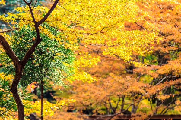 Rote Blätter des Ahorns im Herbst — Stockfoto