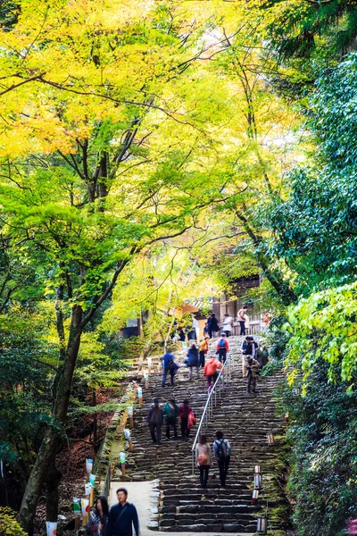 秋のもみじの紅葉 — ストック写真