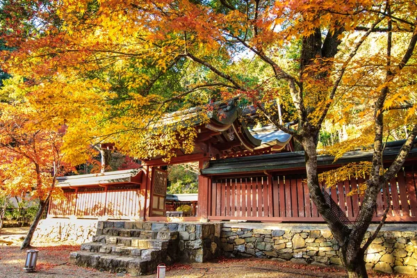 Red leaves of the maple in autumn — Stock Photo, Image