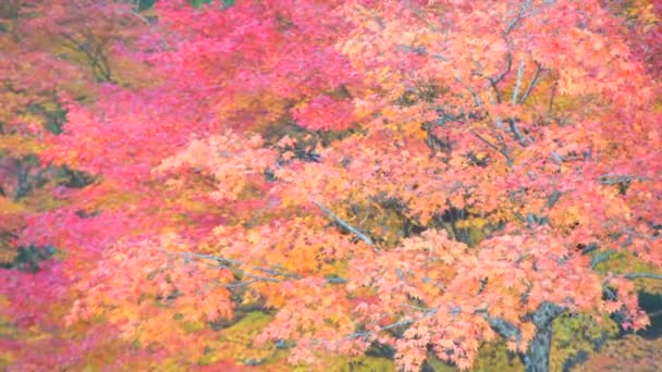 Jingo-ji est un temple bouddhiste à Kyoto 