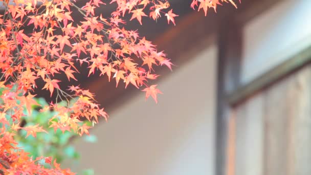 Jingo-ji är ett buddhistiskt tempel i kyoto — Stockvideo