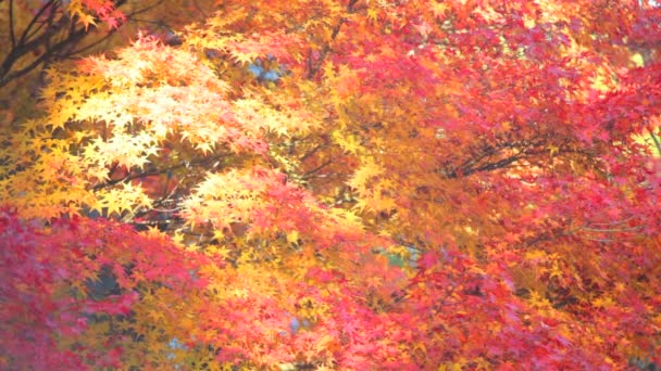 Jingo-ji est un temple bouddhiste à Kyoto 