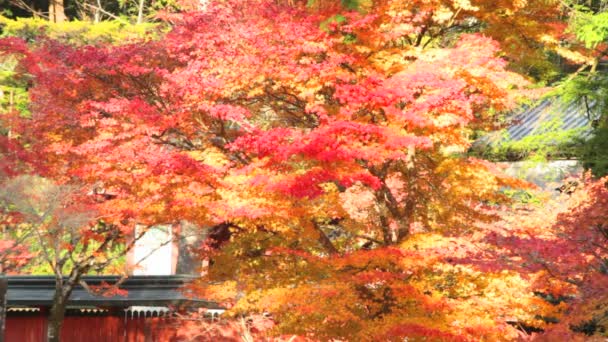 Jingo-ji es un templo Buddhist en Kyoto — Vídeos de Stock