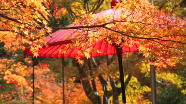 Jingo-ji ist ein buddhistischer Tempel in Kyoto — Stockvideo