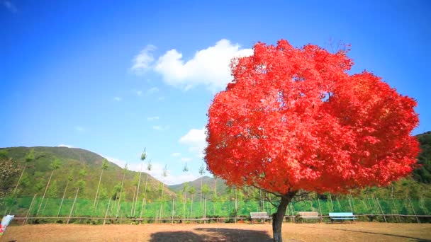가 있는 단풍나무의 빨간 잎 — 비디오