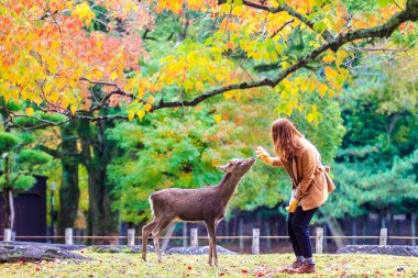 Sonbahar, geyik Nara, Japonya
