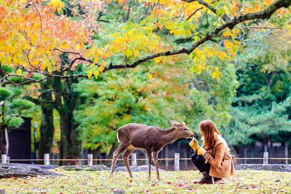 Jeleń Nara w upadku, Japonia — Zdjęcie stockowe