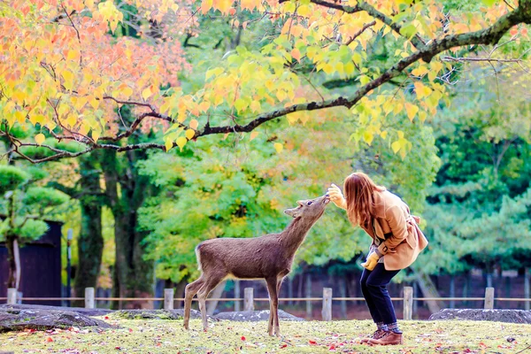 Ελάφια Nara, το φθινόπωρο, ΙΑΠΩΝΙΑ — Φωτογραφία Αρχείου