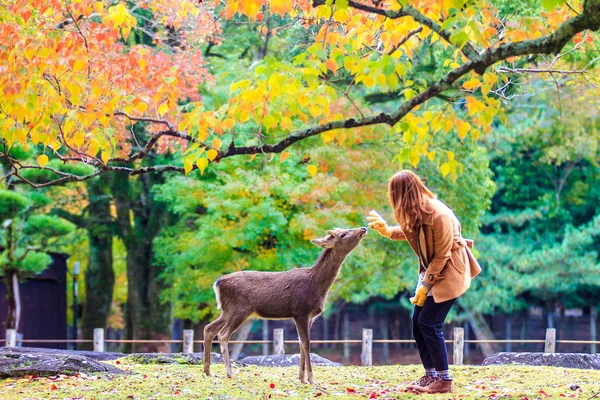 Veado Nara no outono, Japão — Fotografia de Stock