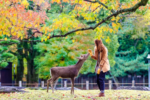 奈良鹿秋、日本します。 — ストック写真