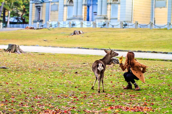 Cerf de Nara à l'automne, Japon — Photo