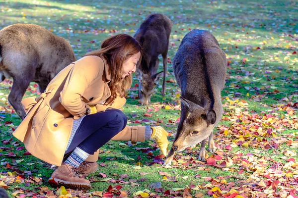 Nara jelen na podzim, Japonsko — Stock fotografie