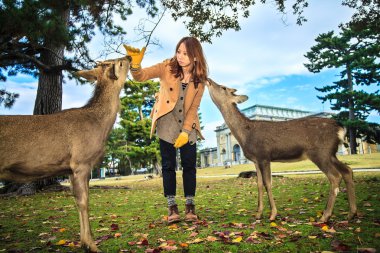 Sonbahar, geyik Nara, Japonya
