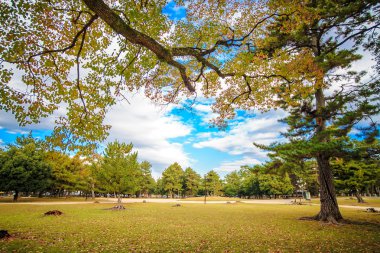 Sonbahar, geyik Nara, Japonya
