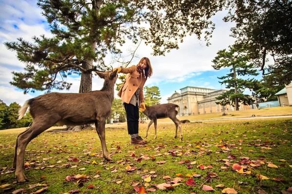 Nara deer at fall, Japan — Stock Photo, Image