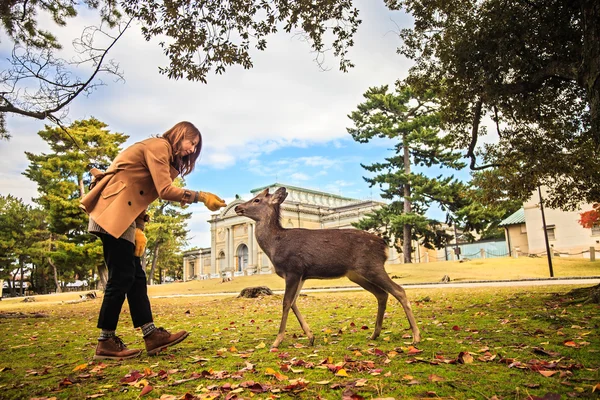 奈良鹿秋、日本します。 — ストック写真