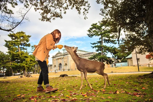 Nara rådjur på hösten, japan — Stockfoto