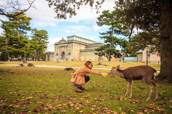 Nara jelen na podzim, Japonsko — Stock fotografie