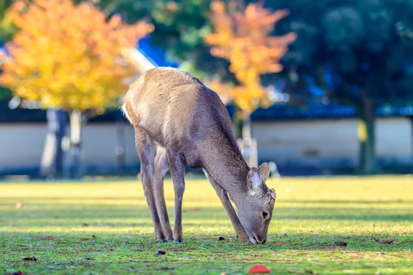 Jeleń Nara w upadku, Japonia — Zdjęcie stockowe