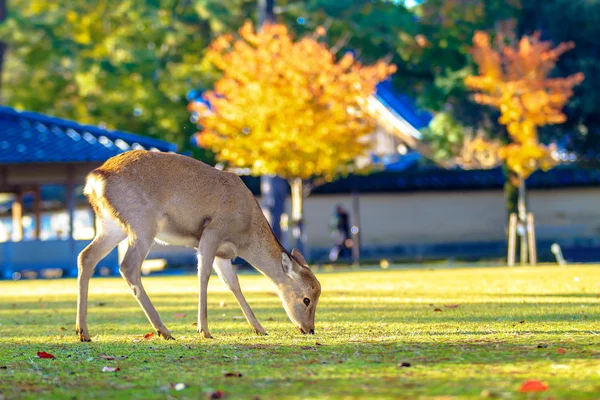 Nara herten op val, japan — Stockfoto