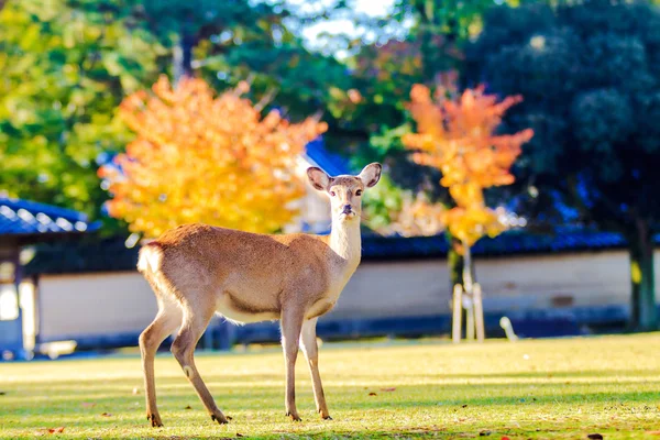 Cerf de Nara à l'automne, Japon — Photo