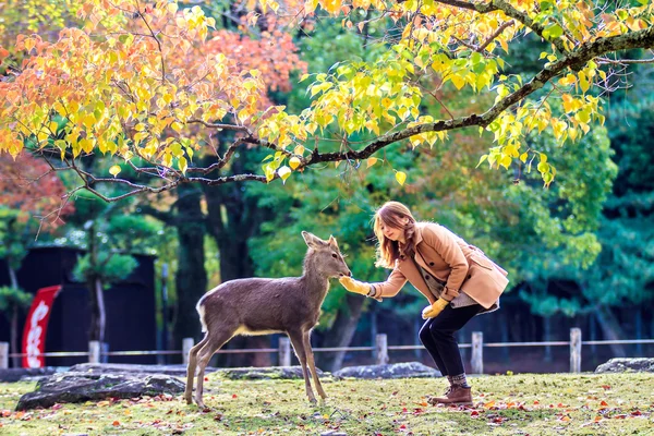 Návštěvníci krmit jeleni v nara — Stock fotografie