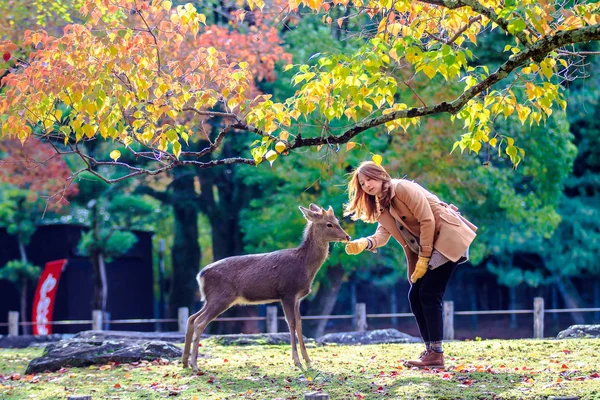 奈良の野生の鹿のフィードの訪問者 — ストック写真
