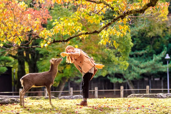 Les visiteurs nourrissent les cerfs sauvages à Nara — Photo