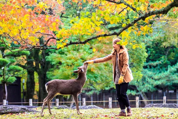 Visitantes alimentam veados selvagens em Nara — Fotografia de Stock