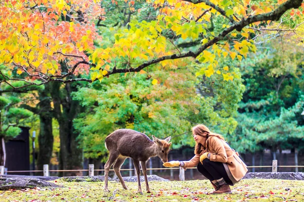 Les visiteurs nourrissent les cerfs sauvages à Nara — Photo