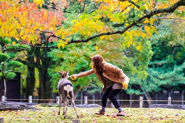 Visitors feed wild deer in Nara — Stock Photo, Image