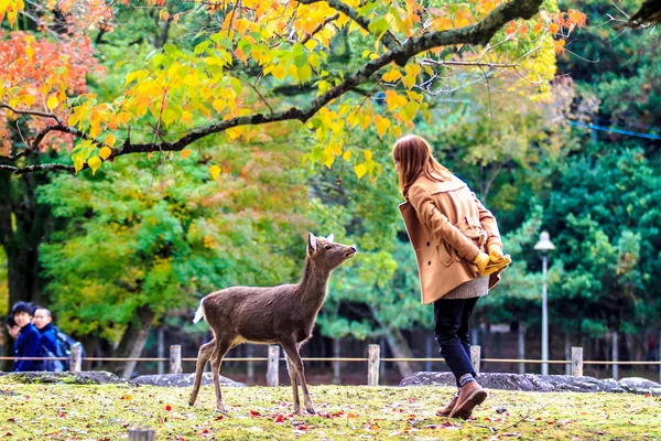 游客喂野鹿在奈良 — 图库照片