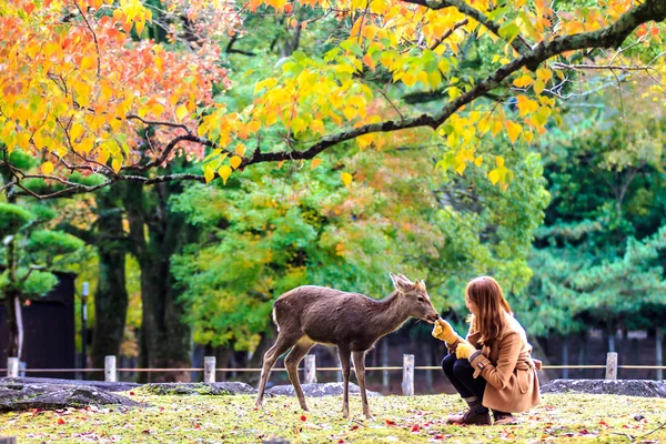 Návštěvníci krmit jeleni v nara — Stock fotografie