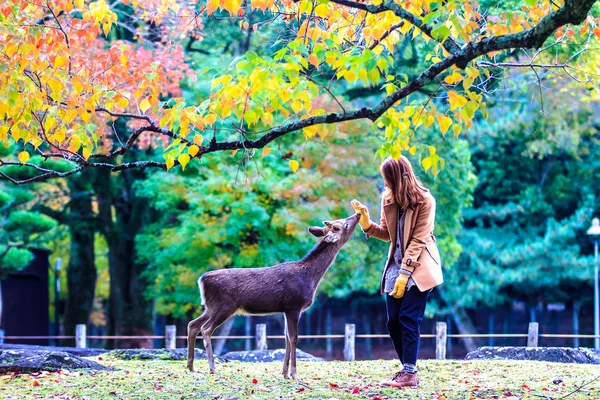 Visitantes alimentam veados selvagens em Nara — Fotografia de Stock