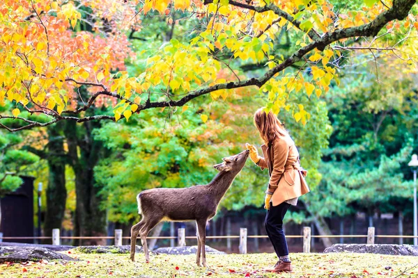 奈良の野生の鹿のフィードの訪問者 — ストック写真