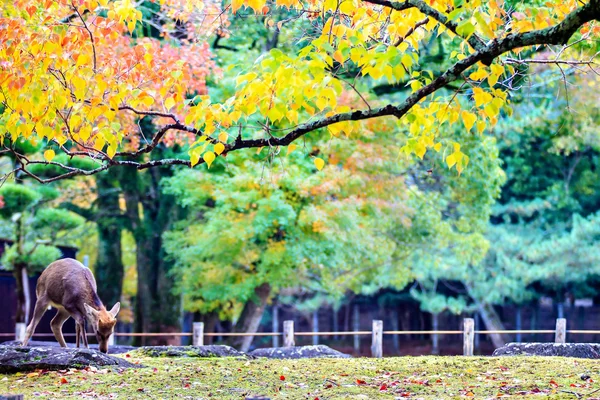 Bezoekers feed wilde herten in nara — Stockfoto