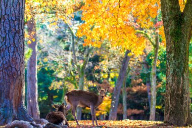 geyik nara, todaiji Tapınağı yakınında Japonya