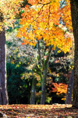 geyik nara, todaiji Tapınağı yakınında Japonya