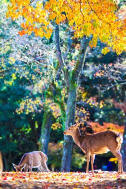 geyik nara, todaiji Tapınağı yakınında Japonya