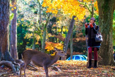 Nara stree görünümü güzel arka plan ile