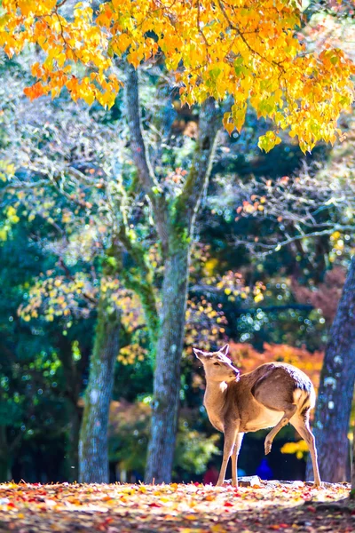 Hirsche in der Nähe des Todaiji-Tempels in Nara, Japan — Stockfoto