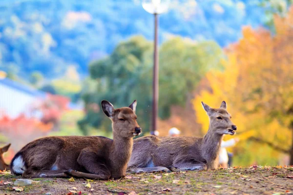 Cerfs près du temple Todaiji à Nara, Japon — Photo