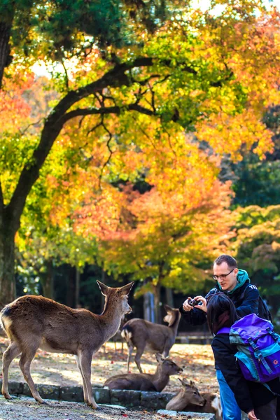 Nara stree view mit schönem Hintergrund — Stockfoto