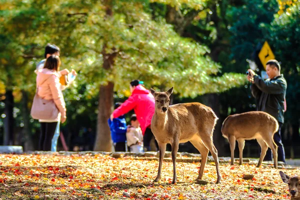 Nara stree weergave met mooie achtergrond — Stockfoto