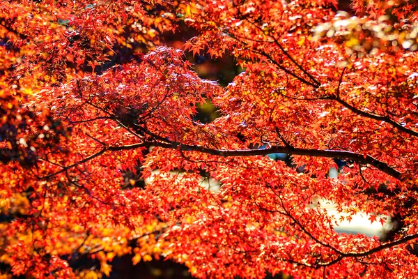 Nara Parte no outono — Fotografia de Stock